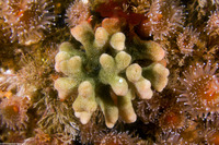 Heteropora pacifica (Northern Staghorn Bryozoan)