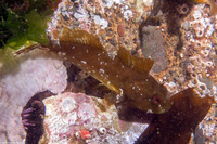 Scorpaenichthys marmoratus (Cabezon)