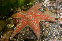 Dermasterias imbricata (Leather Star)
