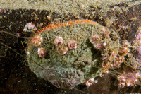 Pododesmus macrochisma (Abalone Jingle)