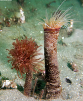 Sabellidae sp.6 (Banded Feather Duster Worm)