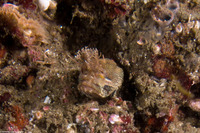 Neoclinus stephensae (Yellowfin Fringehead)