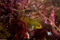 Gibbonsia metzi (Striped Kelpfish)