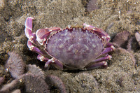 Metacarcinus gracilis (Graceful Crab)