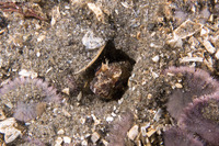 Neoclinus blanchardi (Sarcastic Fringehead)