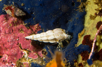 Pagurus caurinus (Greenmark Hermit Crab)