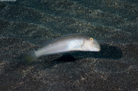 Cymolutes lecluse (Hawaiian Knifefish)
