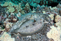 Bothus mancus (Flowery Flounder)