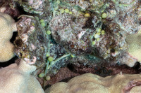 Caulerpa macrophysa (Pea Caulerpa)