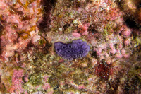 Disporella violacea (Violet Encrusting Bryozoan)