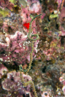 Cirrhipathes anguina (Common Wire Coral)