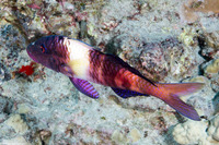 Parupeneus multifasciatus (Manybar Goatfish)
