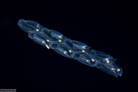 Salpa fusiformis (Common Salp)
