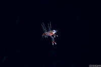 Infraorder Brachyura (Larval Crab (Megalopa Stage))