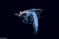 Odontodactylus sp. (Larval Mantis Shrimp)