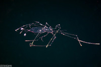 Panulirus sp. (Lobster Phyllosoma)