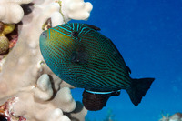 Melichthys niger (Black Triggerfish)