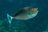 Naso brevirostris (Paletail Unicornfish)