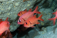 Myripristis amaena (Brick Soldierfish)