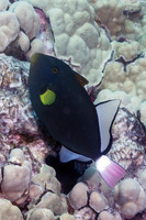 Melichthys vidua (Pinktail Triggerfish)