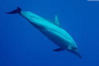 Stenella longirostris (Spinner Dolphin)
