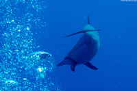 Stenella longirostris (Spinner Dolphin)