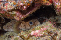 Stenopus hispidus (Banded Coral Shrimp)