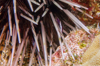 Stegopontonia commensalis (White-Stripe Urchin Shrimp)