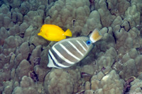 Zebrasoma veliferum (Pacific Sailfin Tang)
