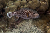 Arothron meleagris (Spotted Puffer)