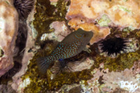 Canthigaster amboinensis (Ambon Toby)