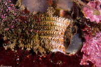 Thylacodes squamigerus (Scaled Wormsnail)