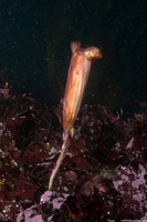Styela montereyensis (Stalked Tunicate)
