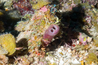 Agelas wiedenmyeri (Brown Cluster Tube Sponge)