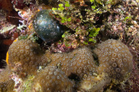 Madracis decactis (Ten-Ray Star Coral)