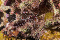 Stenopus hispidus (Banded Coral Shrimp)