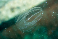 Mnemiopsis mccradyi (Sea Walnut)