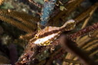 Monacanthus tuckeri (Slender Filefish)