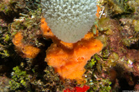Scopalina ruetzleri (Orange Lumpy Encrusting Sponge)