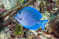 Acanthurus coeruleus (Blue Tang)