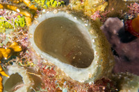 Lysmata pederseni (Sponge Peppermint Shrimp)