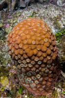 Montastraea cavernosa (Great Star Coral)