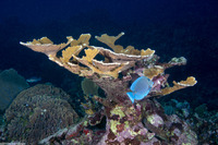 Acropora palmata (Elkhorn Coral)
