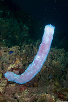 Callyspongia plicifera (Azure Vase Sponge)