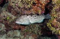 Mycteroperca venenosa (Yellowfin Grouper)