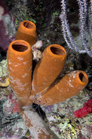 Agelas tubulata (Tubulate Sponge)