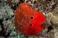 Cliothosa delitrix (Red Boring Sponge)