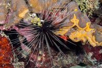 Diadema antillarum (Long-Spined Urchin)