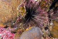 Echinometra viridis (Reef Urchin)