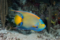 Holacanthus ciliaris (Queen Angelfish)